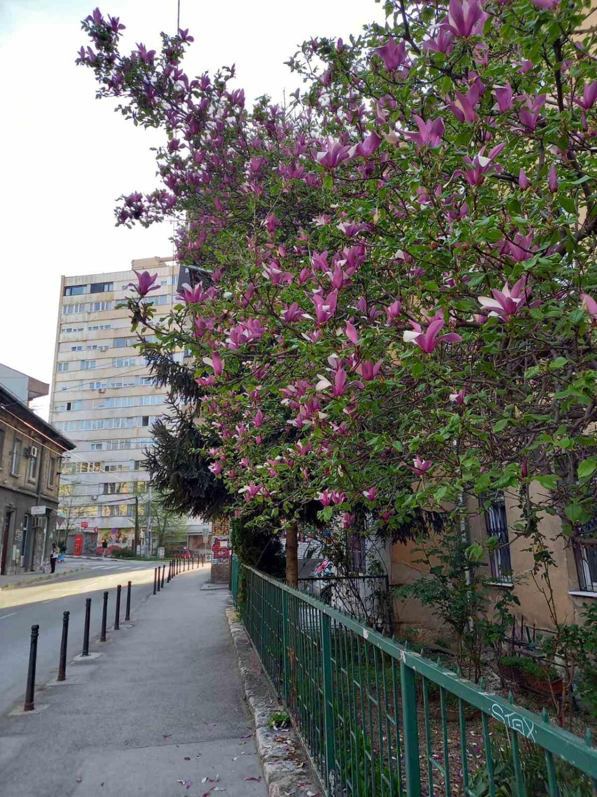 Hansa Apartment Sarajevo Exterior foto